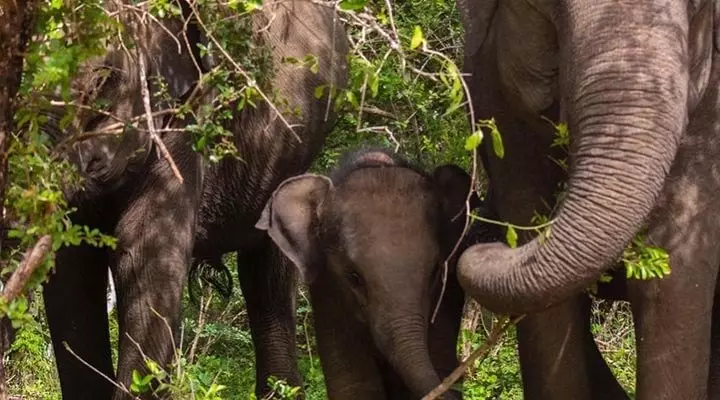 Sri Lankan Giants | Udawalawa