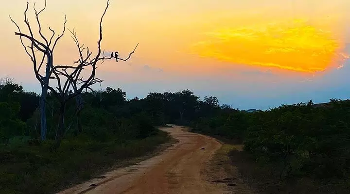 Tangerine Skies | Yaala