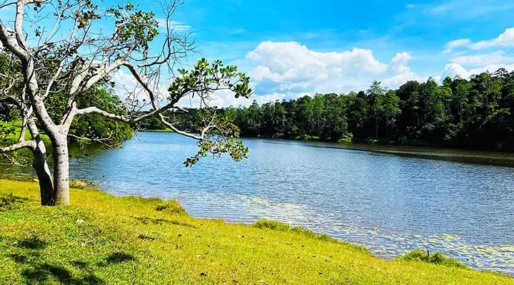 Down south lush greens | Hiyare